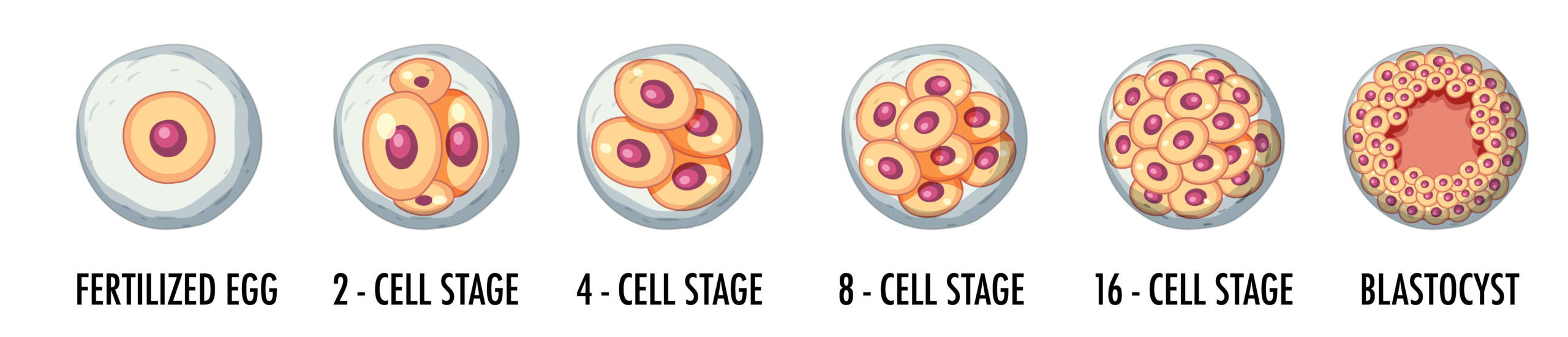 Scientists are requesting permission to conduct 28-day embryo experiments