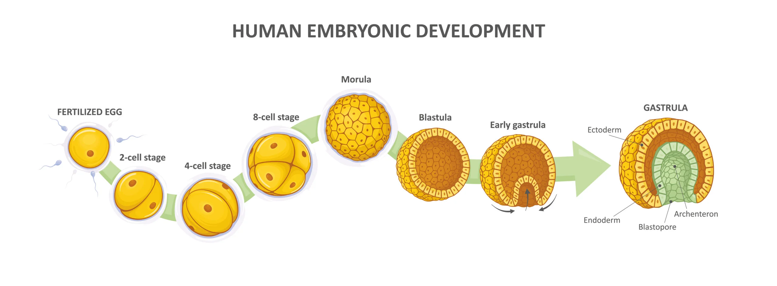 Explorer le développement des embryons dans la FIV : étapes et ...