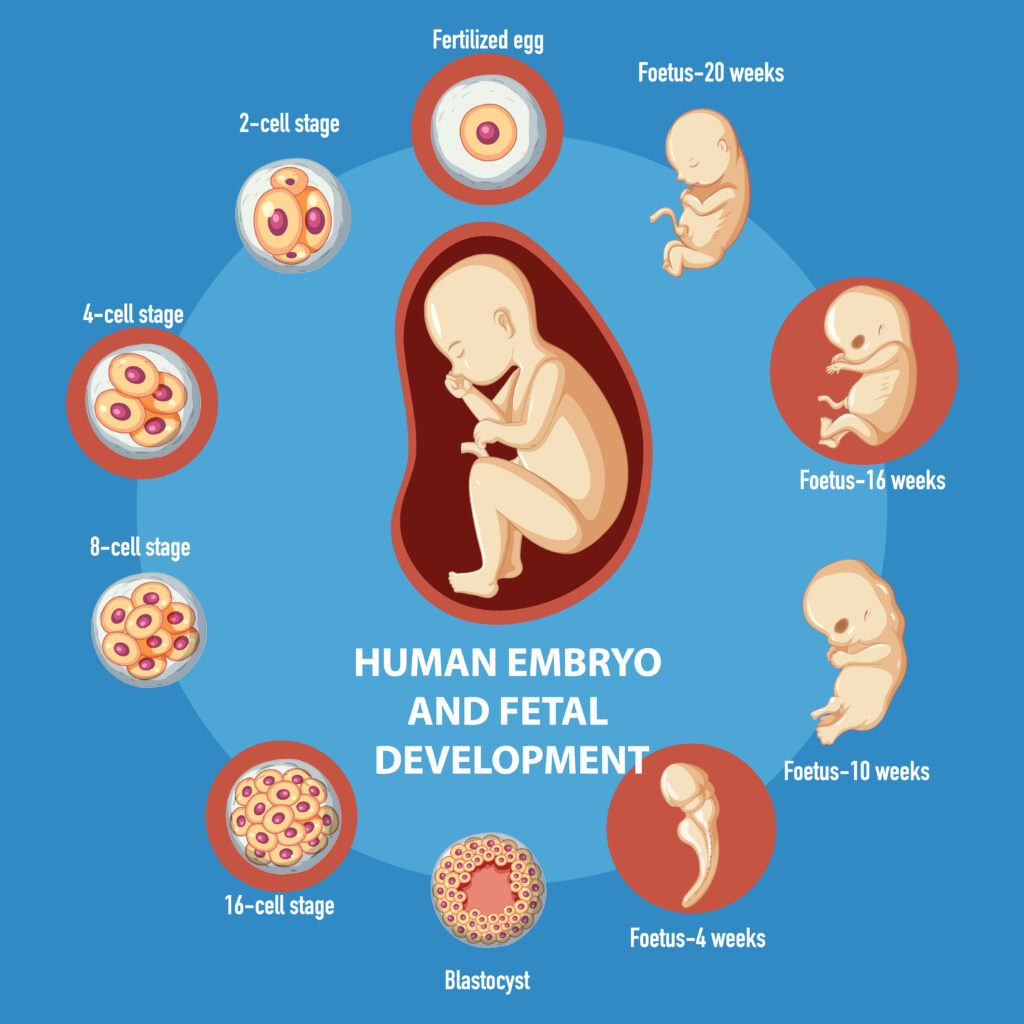 Who Needs Donor Embryo? Understanding the Benefits and Eligibility