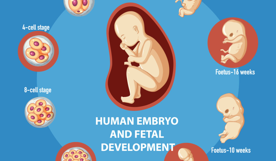 Who Needs Donor Embryo? Understanding the Benefits and Eligibility