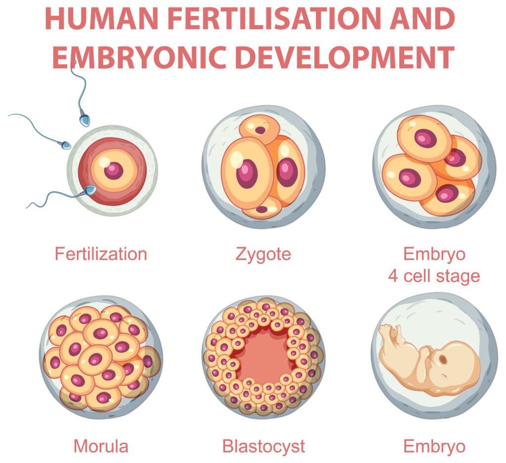 Can the Donor Embryo Remain Anonymous?