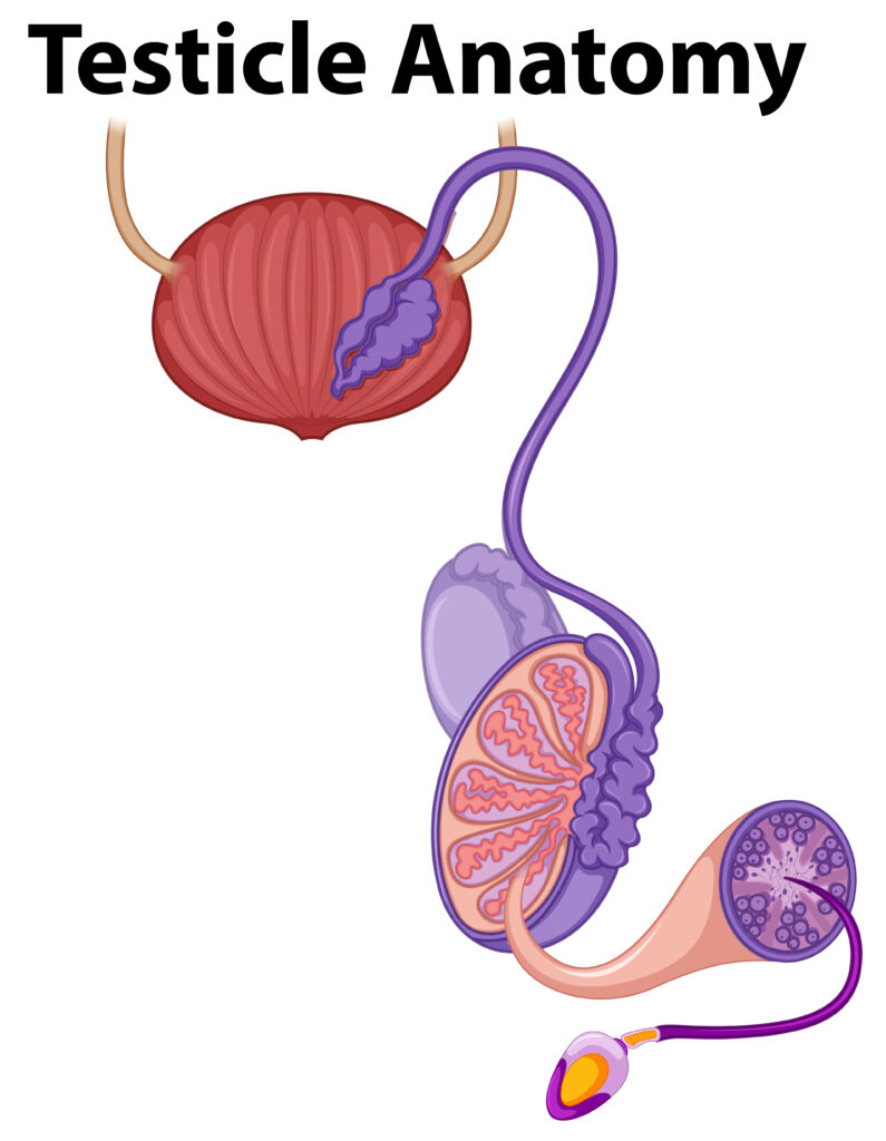 Is MKH Therapy Effective for Men with Low Sperm Count or Poor Motility?